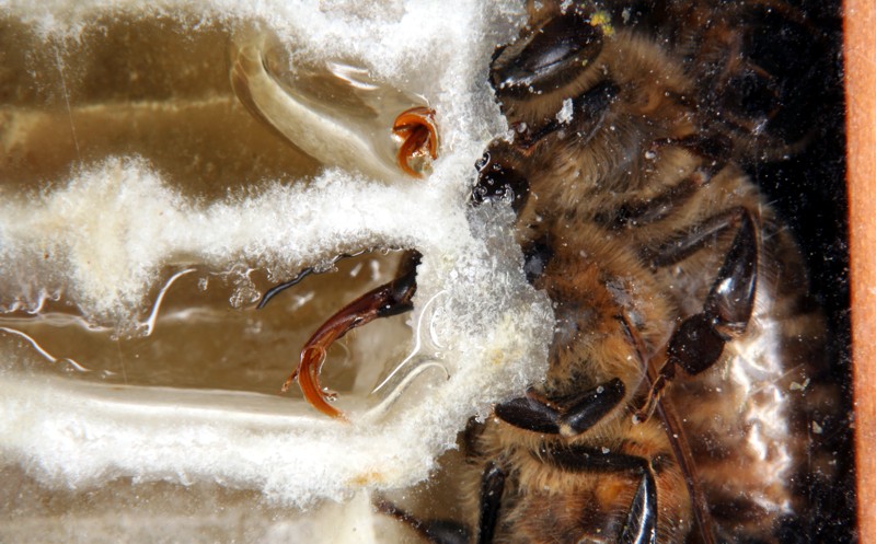 Honigbienen lecken unreifen Honig aus Honigzellen